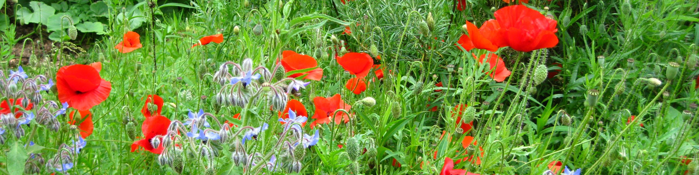 rencontre libre savenay