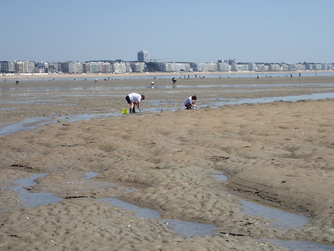 Interdictions en vigueur de pêche des coquillages en Loire-Atlantique