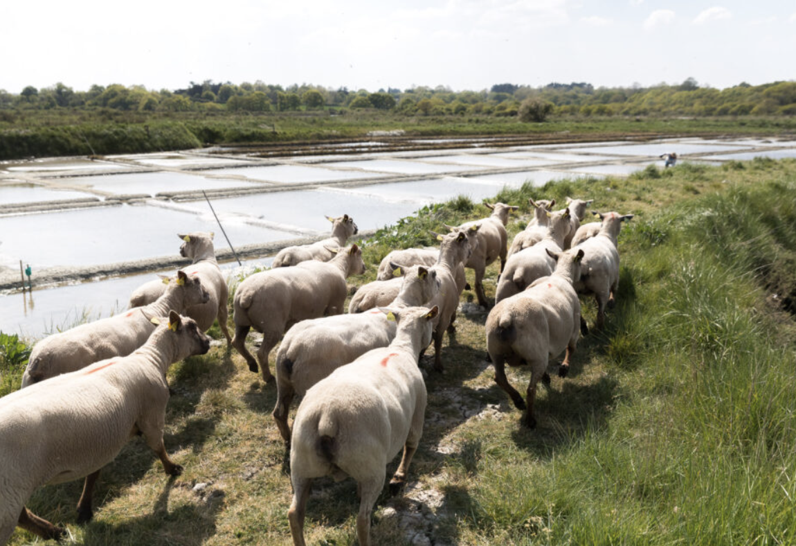 Appel à propriétaires : accueillez des moutons et préservez les marais salants !