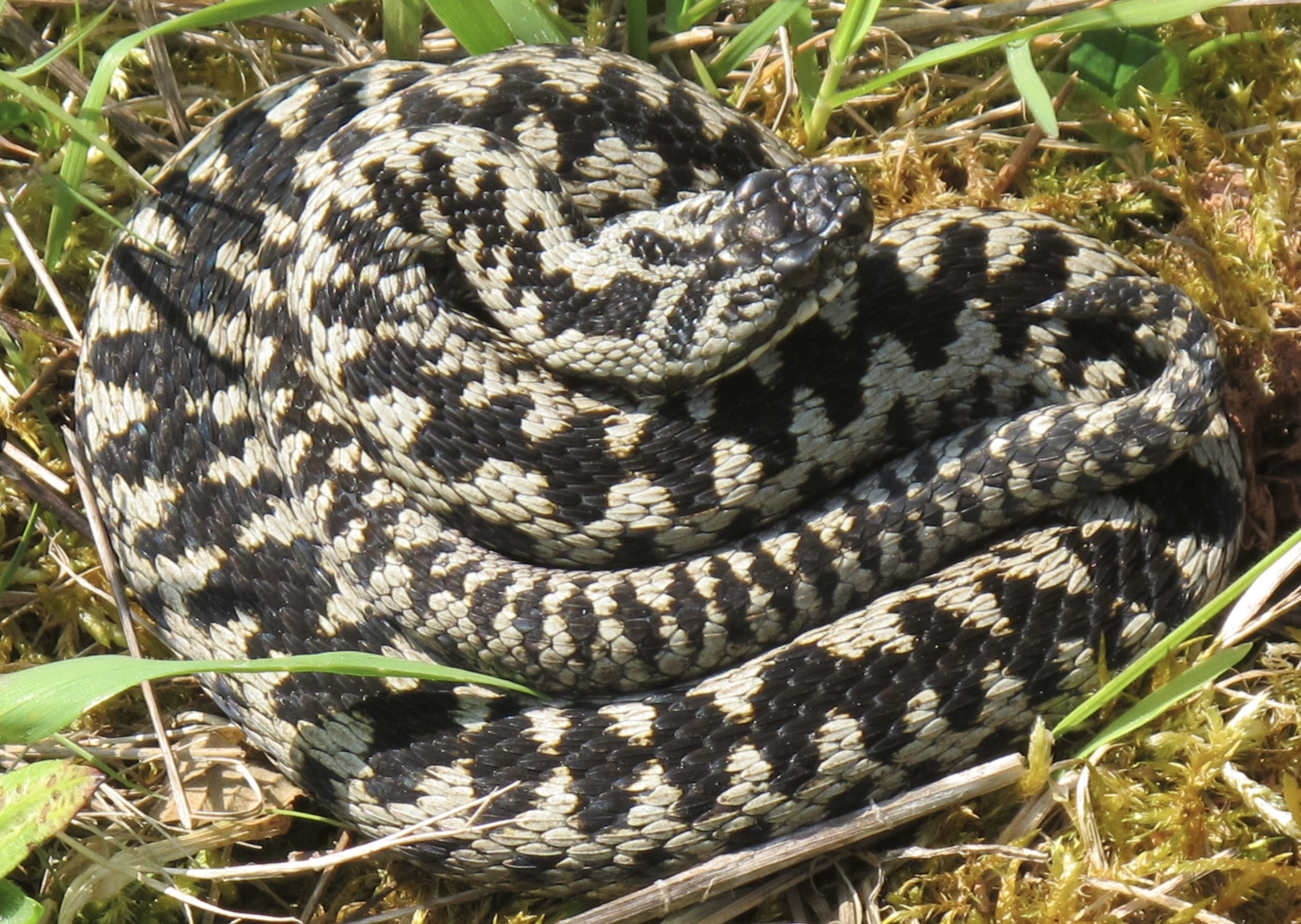 Découvrez le monde des serpents au Croisic