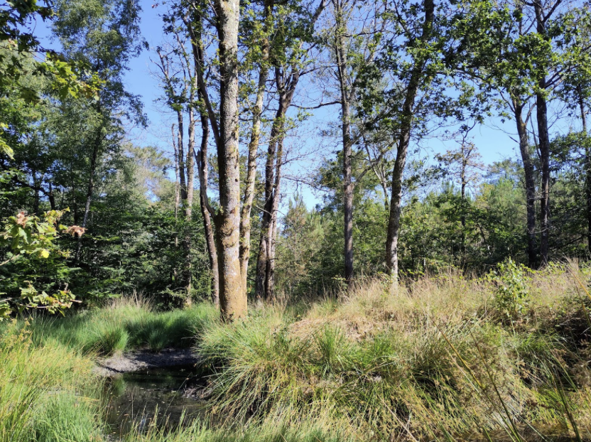 Découvrez les secrets de forêts qui nous entourent