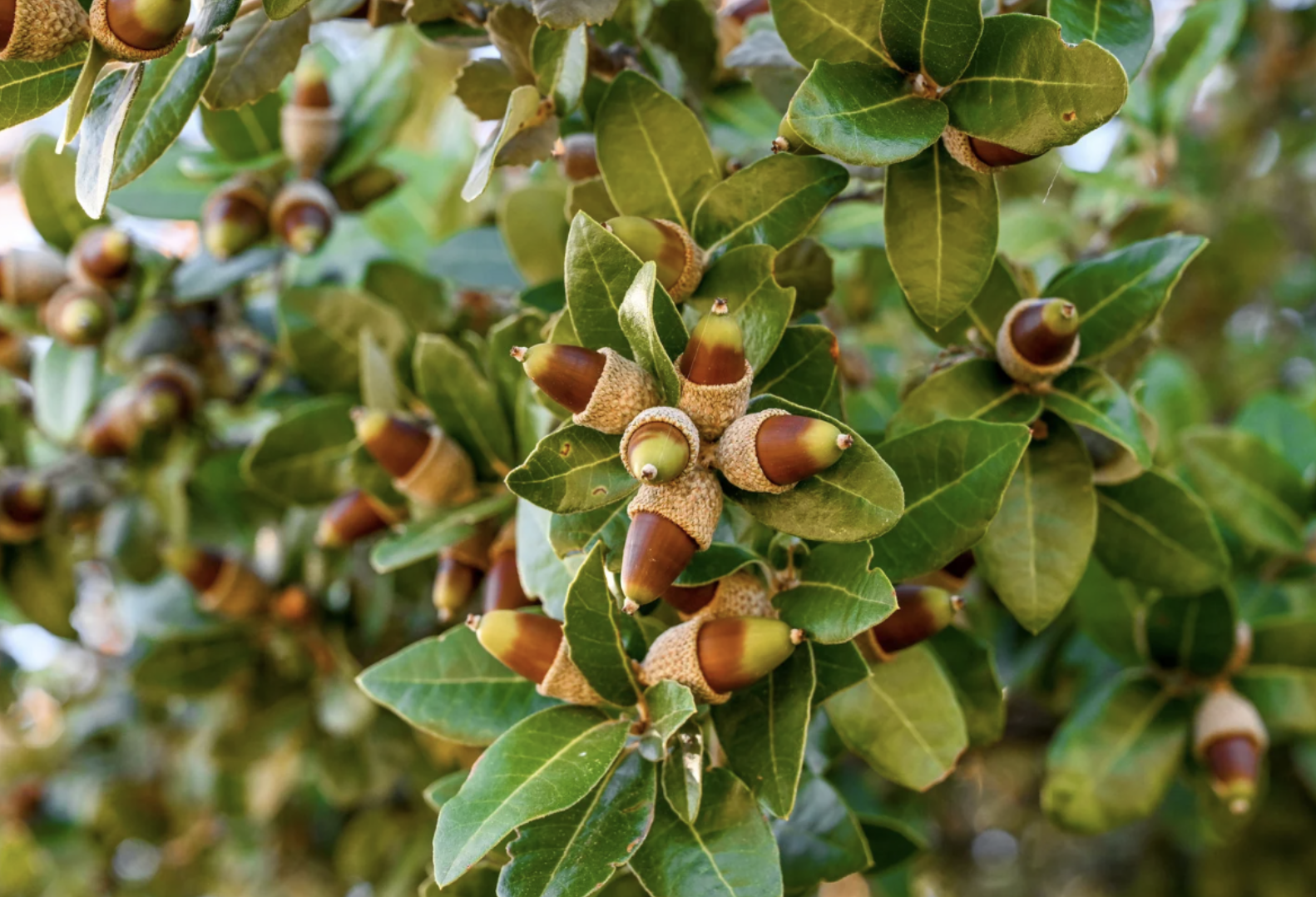 Avis de recherche : secteurs à chênes verts pour récolte de glands
