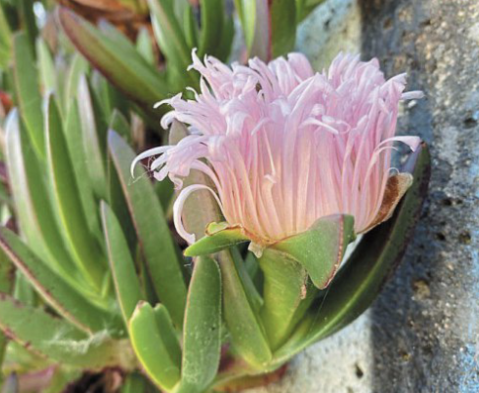Quelle est donc cette plante invasive qui prolifère sur les dunes de La Turballe ?