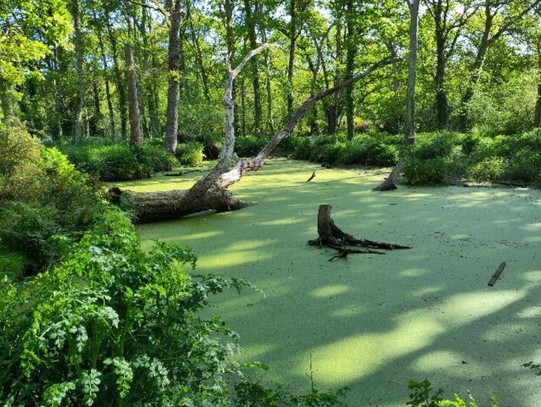 Pornichet : un travail de terrain avec le CPIE pour restaurer les mares