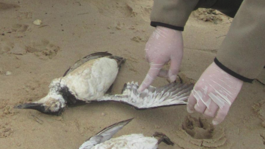 Échouages d’oiseaux marins: consignes et recommandations