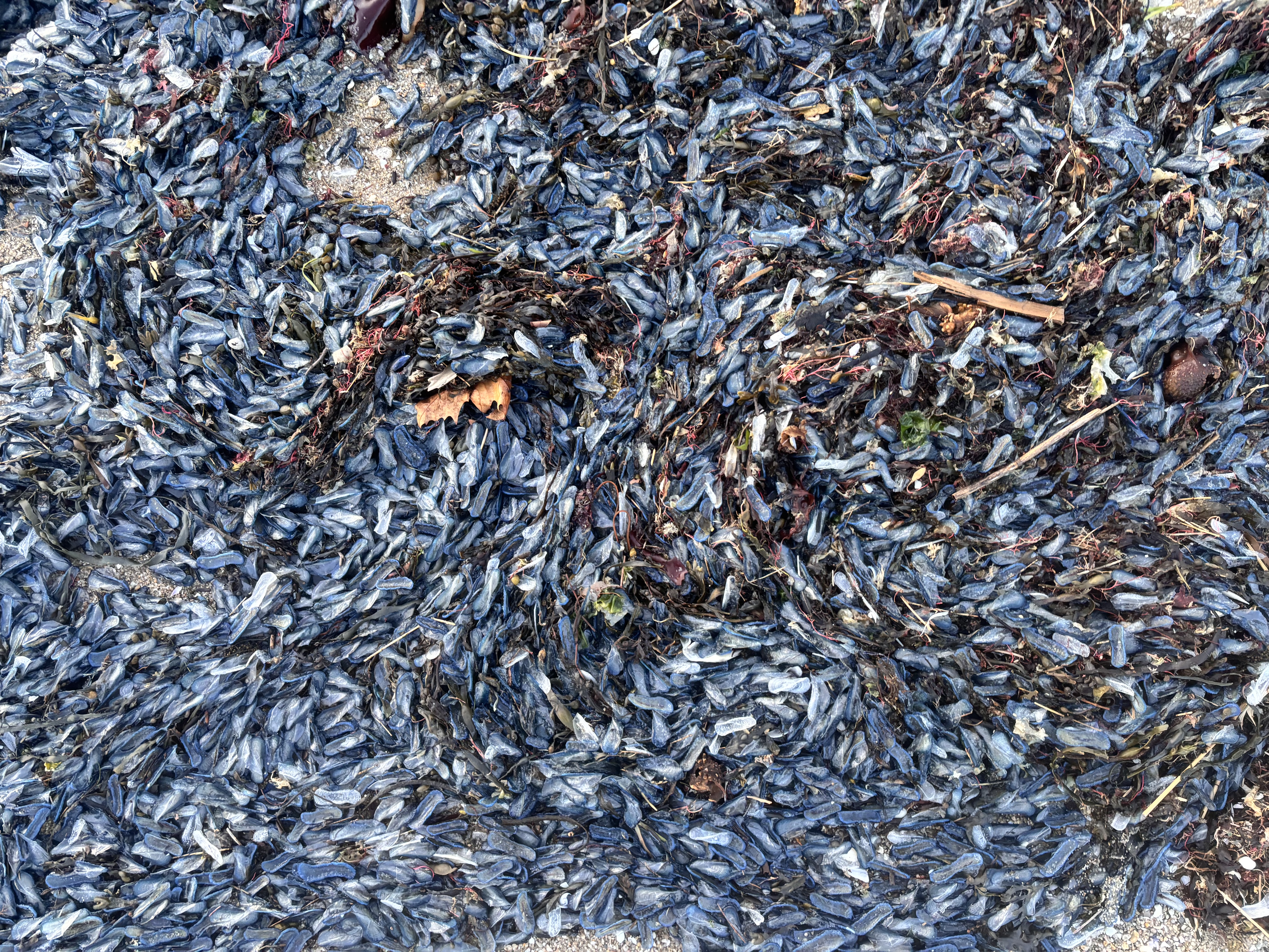 Échouage de vélelles sur nos  côtes